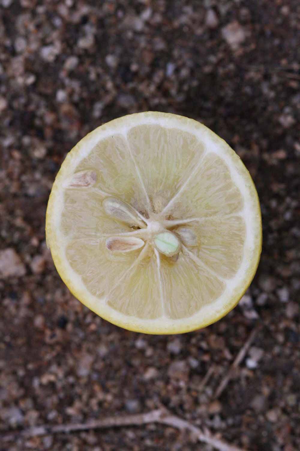              Fruit cross-section (Riverside, CA)       